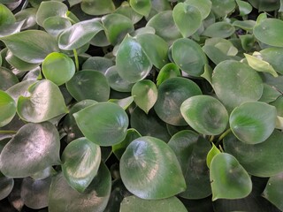 Close up on teardrop shaped green leaves of Coin-Leaf Peperomia (Peperomia polybotrya)