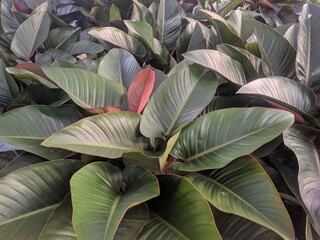 Close up on large leaves and red stems of Red Congo plant (philodendron congo rojo)