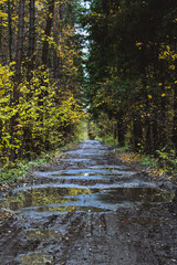 Obraz premium autumn in the forest