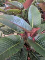 Close up on large leaves and red stems of Red Congo plant (philodendron congo rojo)