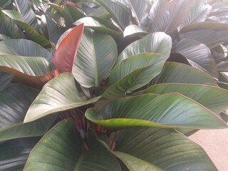 Close up on large leaves and red stems of Red Congo plant (philodendron congo rojo)