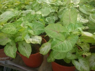 Bright yellow green leaves of  arrowhead plant (Syngonium podophyllum) 