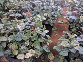 Close up of potted plants of Asiatic jasmine (Trachelospermum asiaticum) 