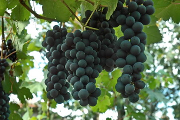 Bunch of freshly ripened black grapes for wine on the vine, town of Zavet, Bulgaria   