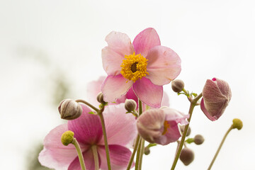 Fototapeta na wymiar Anemone flowers in garden, selective focus