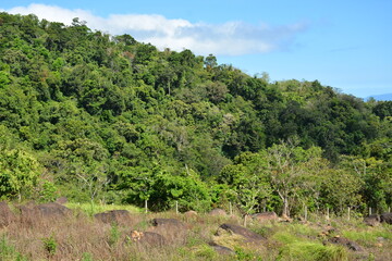 Fototapeta premium Mountain and trees scenic view during daytime