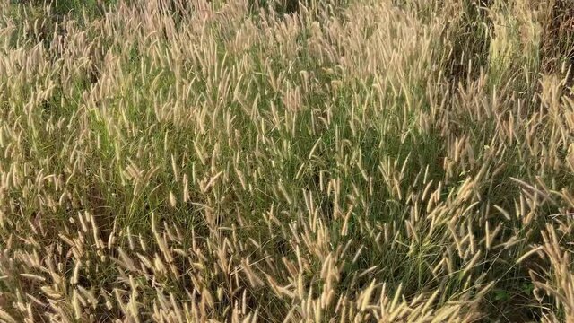 Desho grass flowers field with the wind above