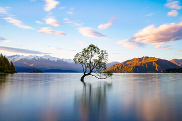Wanaka Tree Neuseeland