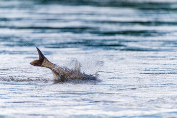 Fototapeta premium fish tail and splashing water