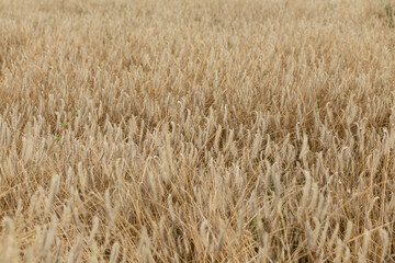 Barley field