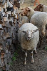 animaux elevage mouton secheresse foin