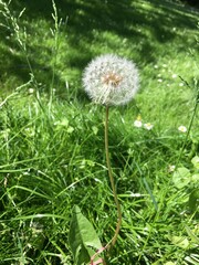 dandelion on green grass