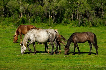 Russia. mountain Altai. Peacefully grazing horses with foals in the valley of the Yabogan river.