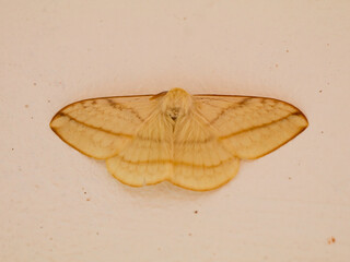 Fototapeta na wymiar Cream color night butterfly or moth belonging to the paraphyletic group of insects