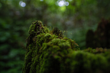 moss on the tree