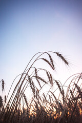 Golden wheat against a blue sky.