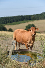 agriculture elevage vache veau foin secheresse