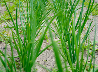 Obraz premium Growing environmentally friendly products in agricultural beds in the open field.