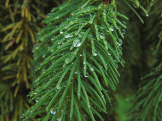 green pine needles