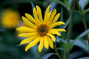 yellow flower on black background