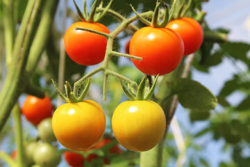 Beautiful red and yellow tomatoes growing in the hand. Selective focus. Close-up. Background.