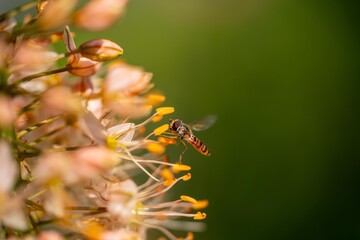 Hainschwebfliege (Episyrphus balteatus)