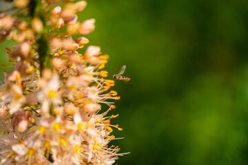 Fototapeta premium Hainschwebfliege (Episyrphus balteatus)