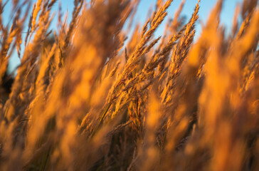 Ears of Golden wheat. Blue sky. Autumn nature.