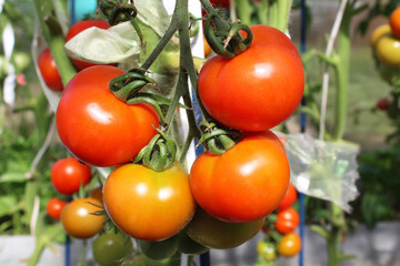 Beautiful fresh red tomatoes growing in a greenhouse. Close-up. Background.