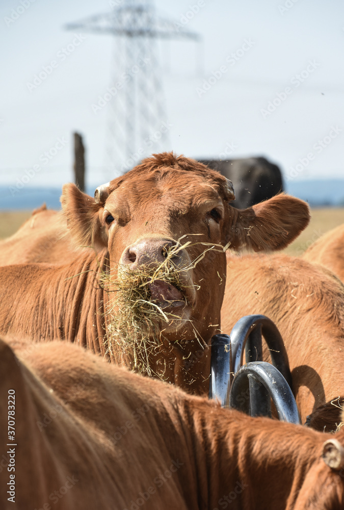 Poster agriculture elevage vache veau foin secheresse