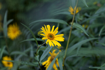 yellow dandelions in the grass