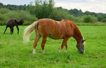Naklejka na ściany i meble The hungry draft red horse with the blue halter is flicking its tail in the pasture.