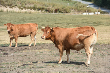 agriculture elevage vache veau foin secheresse