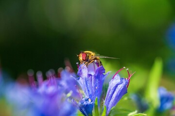 Gemeine Feldschwebfliege (Eupeodes corollae) auf Blauer Natternkopf (Echium vulgare)