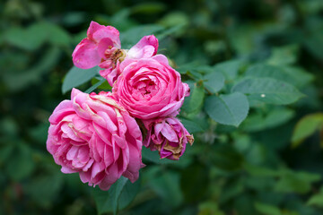pink roses in garden