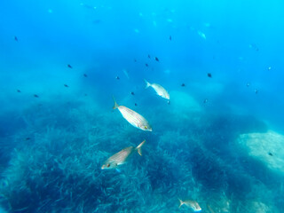 Fototapeta na wymiar Bancs de poissons en mer méditerranée - Schools of fish in the mediterranean sea