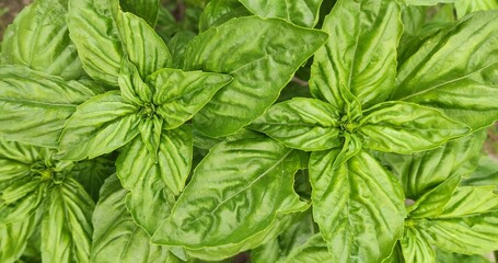 Green basilic plantation. Fresh organic greenbasil growing in the garden. Top view of plenty fresh green basil plant leaves. Greenery, green garden natural organic food