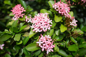 Close up of Small Pink  Ixora flower