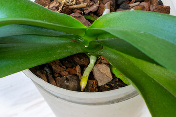 Orchid grows new young roots. roots in the active phase of growth.