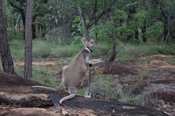 Naklejka na ściany i meble Kangaroos in wilder Natur in Australien 