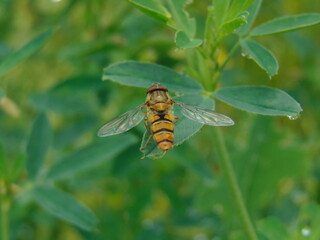 wasp on a flower