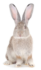 Gray rabbit isolated.