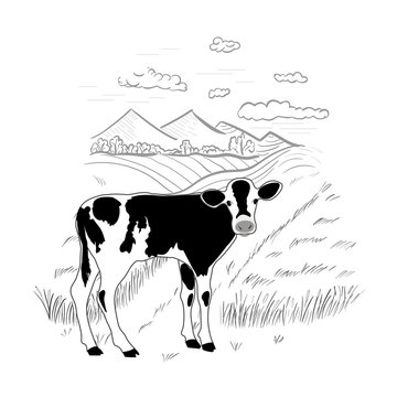 Black and white calf on a rural background. Cow standing. Hand drawn landscape.