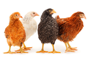 Four hen isolated.