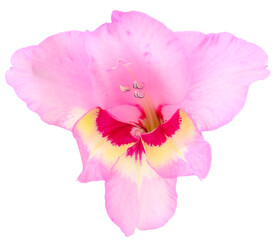 Beautiful pink gladiolus flower.