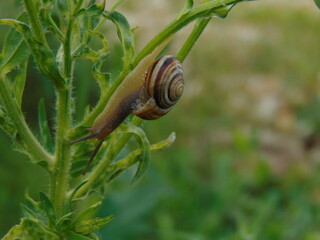 snail on a leaf