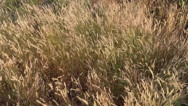 Desho grass flowers field with the wind above