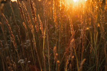 Soft focus background of wheat. Nature.