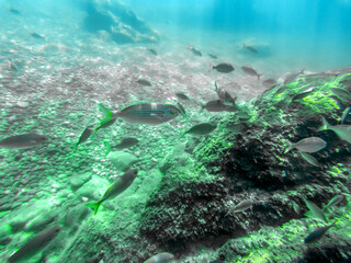 Bancs de poissons en mer méditerranée - Schools of fish in the mediterranean sea