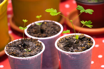 Mimosa pudica sensitive and moving plant. Recently germinated
